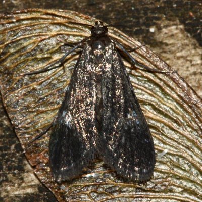 Hodges#4754 Elophila tinealis