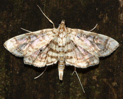 Bog Lygropia, Hodges#5250 Lygropia rivulalis