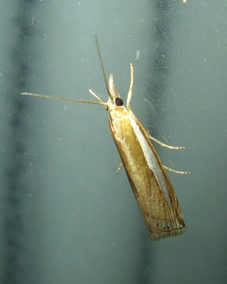 Common Grass-Veneer, Hodges#5355 Crambus praefectellus