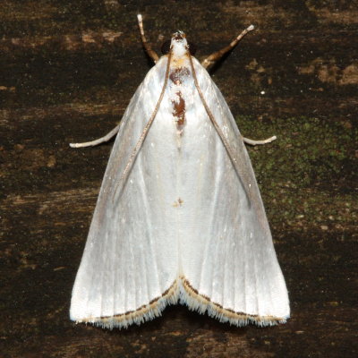 Snowy Urola Moth, Hodges#5464 Urola nivalis