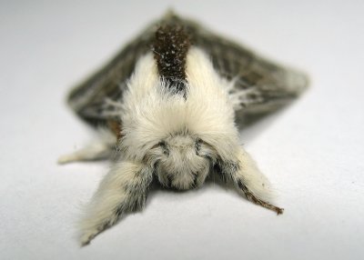 Family Lasiocampidae - Tent Caterpillar Moths