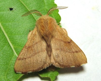 Forest Tent Caterpillar Moth, Hodges#7698 Malacosoma disstria