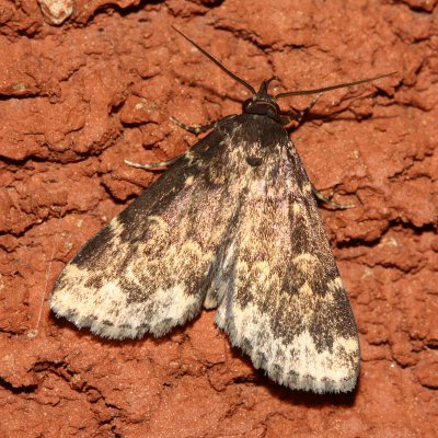 Glossy Black Idia, Hodges#8334 Idia lubricalis