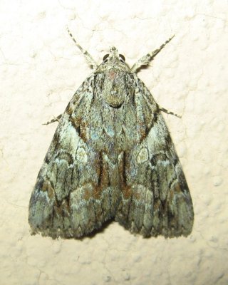 Wonderful Underwing, Hodges#8863 Catocala mira