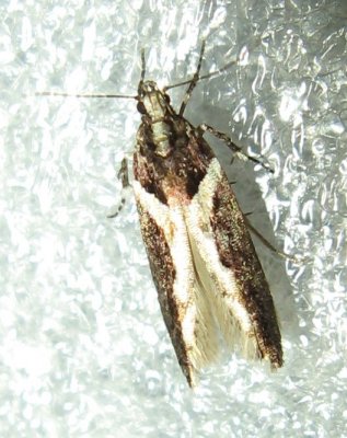 Hodges#1858 Telphusa longifasciella