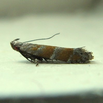 Hodges#2229 Battaristis vittella