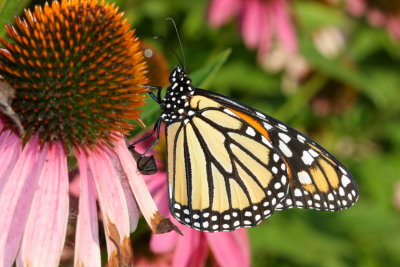 Monarch (Danaus plexippus)