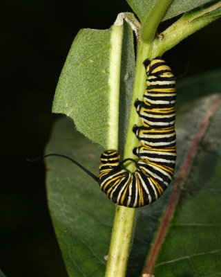 Monarch (Danaus plexippus) caterpillar