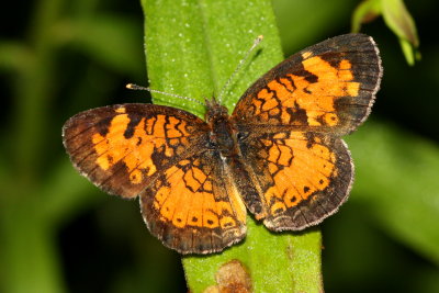 Northern Crescent (Phyciodes cocyta)