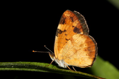 Northern Crescent (Phyciodes selenis)