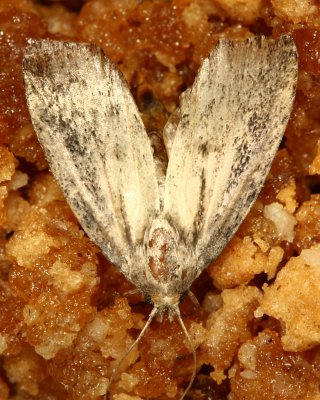 Greater Wax Moth, Hodges#5622 Galleria mellonella