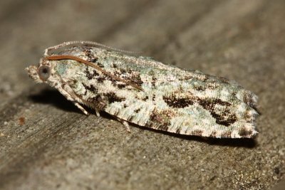 Maple Twig Borer, Hodges#3230 Proteoteras aesculana