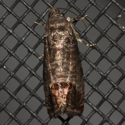 Codling Moth, Hodges#3492 Cydia pomonella
