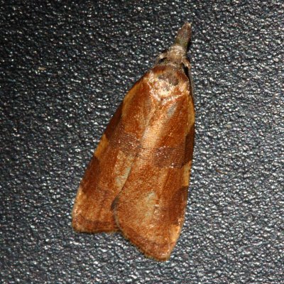 Spring Dead-leaf Roller, Hodges#3716 Cenopis diluticostana