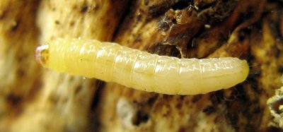 European Grain Moth, Hodges#0266 Nemapogon granella