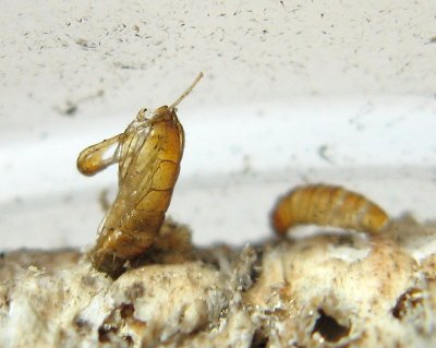 European Grain Moth, Hodges#0266 Nemapogon granella