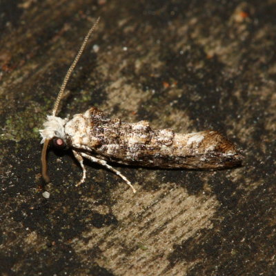 Speckled Xylesthia Moth, Hodges#0317 Xylesthia pruniramiella