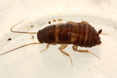 American Cockroach (Periplaneta americana), family Blattidae
