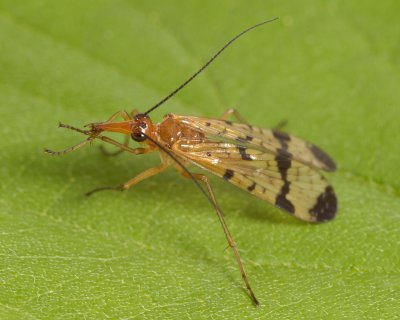 Scorpionfly (Panorpa debilis)