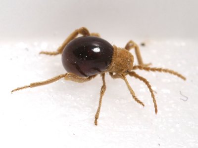 Northern Spider Beetle (Mezium affine)