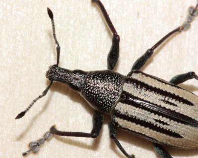 Diaprepres Root Weevil (Diaprepes abbreviatus)