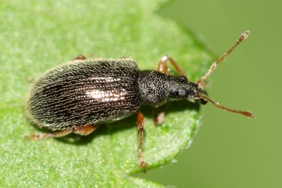 European Snout Beetle (Phyllobius oblongus)