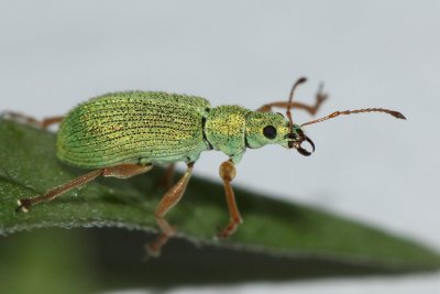Pale Green Weevil (Polydrusus impressifrons)