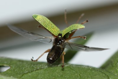 Pale Green Weevil (Polydrusus impressifrons)