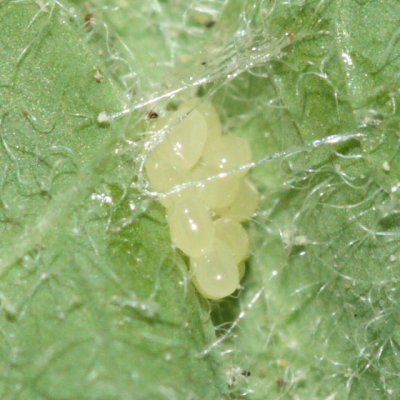 Green Immigrant Leaf Weevil (Polydrusus sericeus) eggs