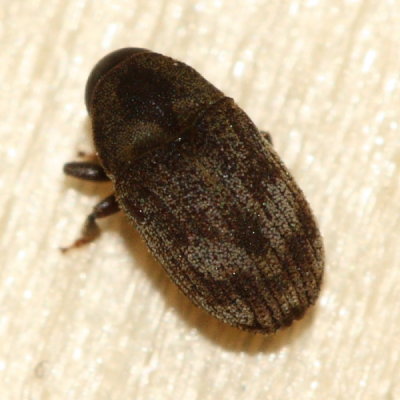 Engraver Beetle (Hylesinus aculeatus)