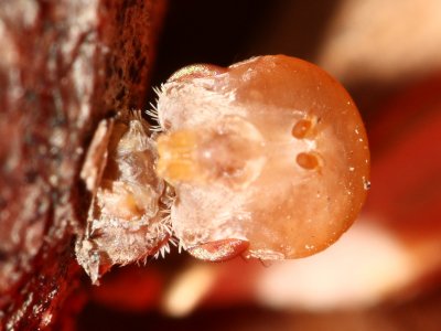 Goldenrod Gall Fly (Eurosta solidaginis) emergence