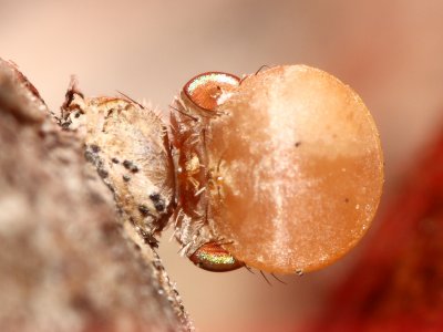 Goldenrod Gall Fly (Eurosta solidaginis) emergence