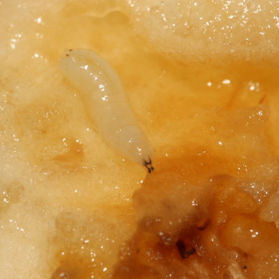 Apple Maggot (Rhagoletis pomonella)