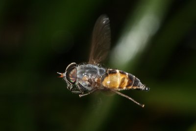 Family Tabanidae - Horse and Deer Flies