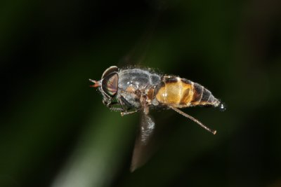 Hybomitra epistates