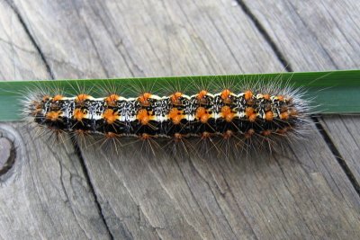 Cattail Caterpillar Moth, Hodges#9280 Simyra insularis
