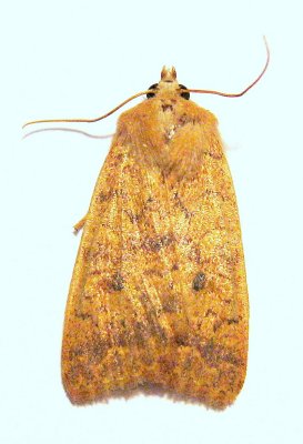 Bicolored Sallow, Hodges#9957 Sunira bicolorago