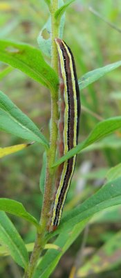 Striped Garden Caterpillar Moth, Hodges#10304 Trichordestra legitima