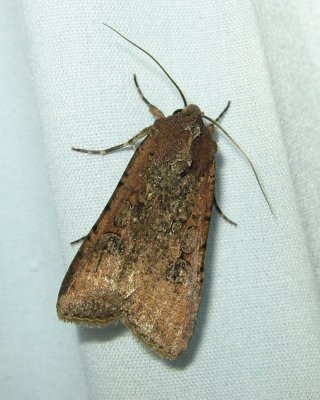 Pearly Underwing, Hodges#10915 Peridroma saucia