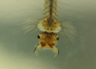 Culex restuans larva