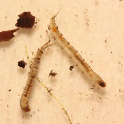 Antocha sp. larvae