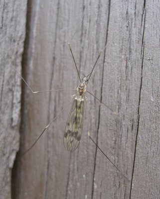 Limonia (Dicranomyia) humidicola