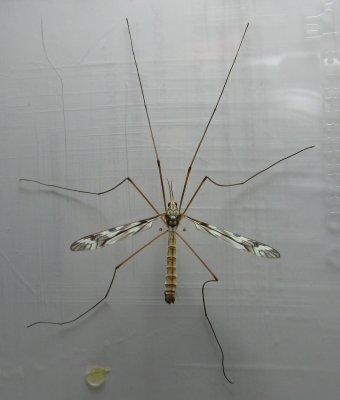 Tipula (Pterelachisus) trivittata