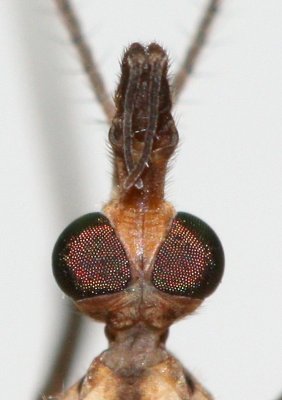 Marsh Crane Fly (Tipula (Tipula) oleracea)