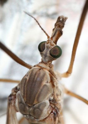 Marsh Crane Fly (Tipula (Tipula) oleracea)