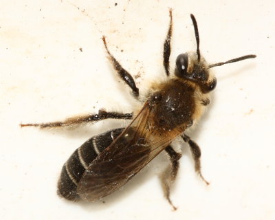 Andrena (Leucandrena) barbilabris