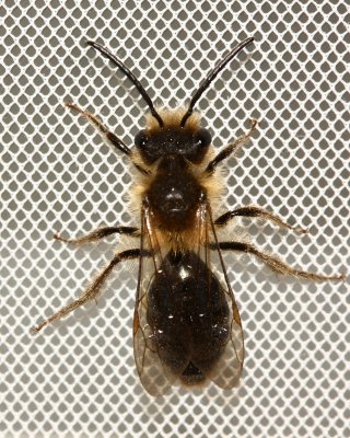 Andrena (Melandrena) dunningi male