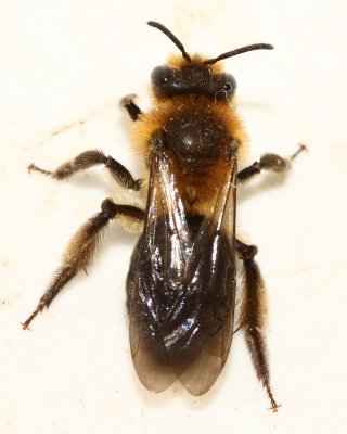 Andrena (Melandrena) dunningi female