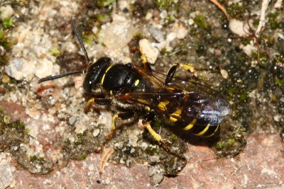 Queen Ant-hunting Wasp (Aphilanthops frigidus)