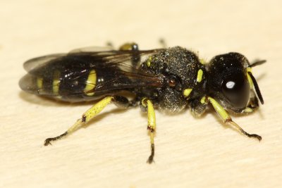 Square-headed Wasp (Ectemnius continuus)